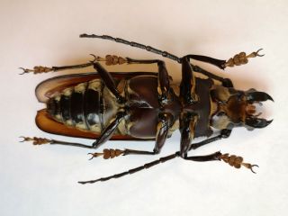Top size 102mm,  Callipogon relictus North Korea A - Prioninae Cerambycidae 4