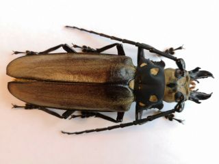 Top size 102mm,  Callipogon relictus North Korea A - Prioninae Cerambycidae 5