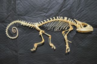 Panther Chameleon Furcifer Pardalis Articulated Skeleton