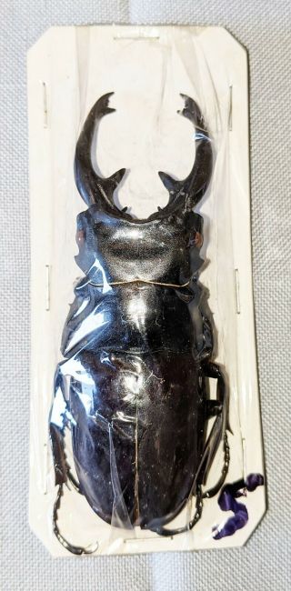 Beetle - Odontolabis Dalmani Subita Male 84mm,  - From Pagai Is.