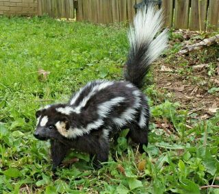 Taxidermy Squirrel Size Spotted Skunk No Odor Mancave/fox/decor/fur/cabin