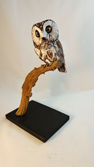 Saw Whet Owl Life Size Wood Carving /sculpture