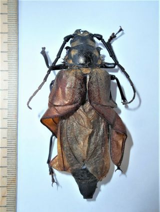 896 Beetles Cerambycidae Prioninae Callipogon Relictus F Freak Russia Primorye