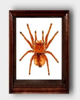 Theraphosa Blondi Big Size In The Frame Of Expensive Breed Of Real Wood