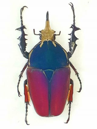Mecynorrhina Ugandensis Male Giant 76mm Blue/pink Cetonidae Uganda