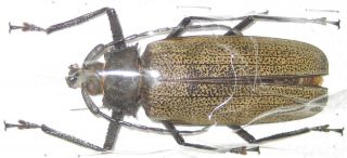 Prioninae Xixuthrus Granulipennis Female A1 68mm (west Papua) Very Rare
