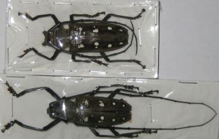 Cerambycidae Batocera Matzdorffi Pair A1 Male 44mm (west Papua) Rare
