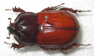 Dynastidae Megaceras septentrionis angusticollis A1 30mm (COLOMBIA) PARATYPE 2