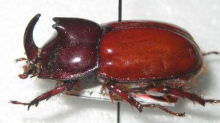 Dynastidae Megaceras septentrionis angusticollis A1 30mm (COLOMBIA) PARATYPE 3