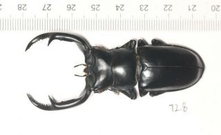 Lucanidae Rhaetus Westwoodi Nw Yunnan 72.  8mm The Last One