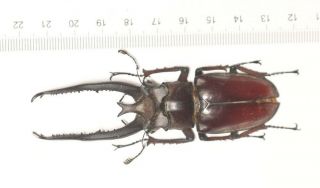 Lucanidae Lucanus Planeti 89.  5mm Yunnan Top Size The Last One