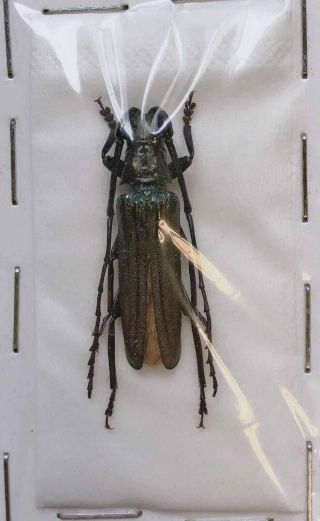Cerambycidae Vietetropis Cheni 27mm From Jinxiu Guangxi 01056