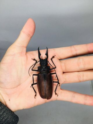 Macrodontia Crenata From Peru 81mm Cerambycidae