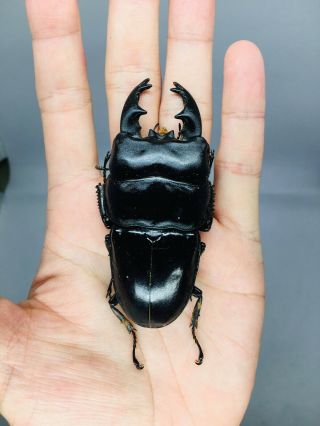 Dorcus Alcides From Indonesia 85mm Lucanidae