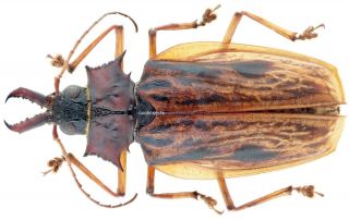 Insect - Prioninae Macrodontia Zischkai - Peru - 45mm.