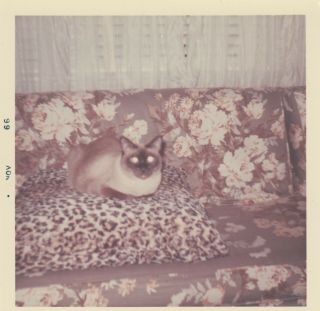 Vintage Photo Snapshot Persian Cat Sitting On Leopard Pillow Animals Pets