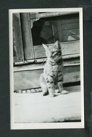 Vintage Photo Close Up View Of Pet Cat Unusual 437104