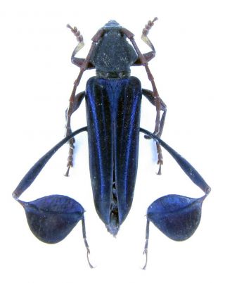Cerambycidae,  Phyllocnema Holubi Bifoliata,  Tanzania,  2765