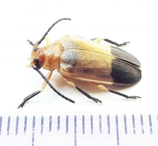 Cerambycidae 266 Biribellus Isabelae - Loreto Region - Dec 2020