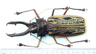Cerambycidae 250 Macrodontia Cervicornis 15.  3cm Loreto Region - Dec 2020