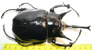 Giant Wide - Bodied Megasoma Mars (123mm) From Peru (wild),  Dynastinae,  Beetle