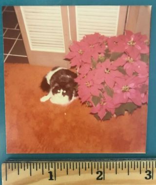 Vintage 70s Photo Picture Black And White Furry Cat Sitting Next To Poinsettia
