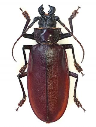 Titanus Giganteus Male Prioninae Xxl Size 133mm,  From French Guiana