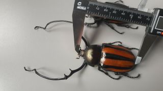 Euchirus Dupontianus Pair 73,  5mm,  65mm Giant - From Philipina