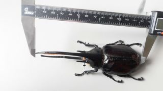 Dynastes Neptunus Pair 141mm&62mm Very Big & Straight Horns - From Colombia