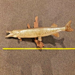 Vtg.  Large Real Skin Mount Northern Pike Fish Taxidermy Drift Wood Muskie 36”