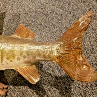 VTG.  LARGE REAL SKIN MOUNT NORTHERN PIKE FISH TAXIDERMY DRIFT WOOD MUSKIE 36” 2