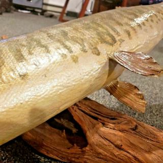 VTG.  LARGE REAL SKIN MOUNT NORTHERN PIKE FISH TAXIDERMY DRIFT WOOD MUSKIE 36” 3