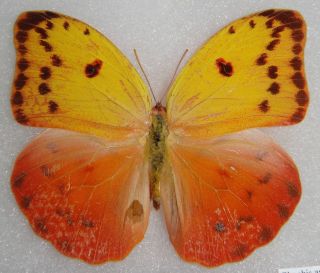 Top Rarity Phoebis Avellaneda Female Cuba Rare Butterfly Orange Yellow Insect