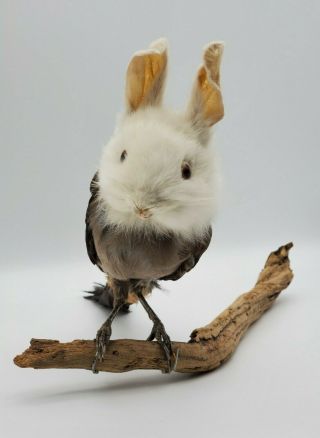 Taxidermy Freak Oddity Stuff White Rabbit Head On Bird Body Birthday Gift Decor