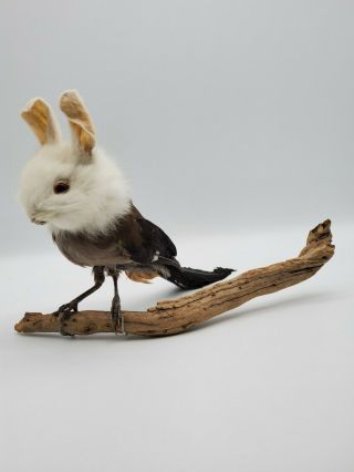 Taxidermy Freak Oddity Stuff White Rabbit Head on Bird Body Birthday Gift Decor 2