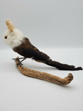 Taxidermy Freak Oddity Stuff White Rabbit Head on Bird Body Birthday Gift Decor 3