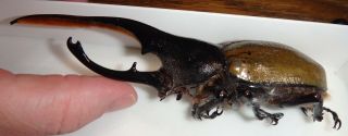 Huge Dynastes Hercules Septentrionalis 132mm From Costa Rica Rhino Beetle Insect
