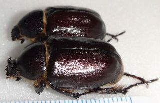 Megasoma Sleeperi Pair California Ms - 1 Beetle Insect Entomology Dynastes Wc