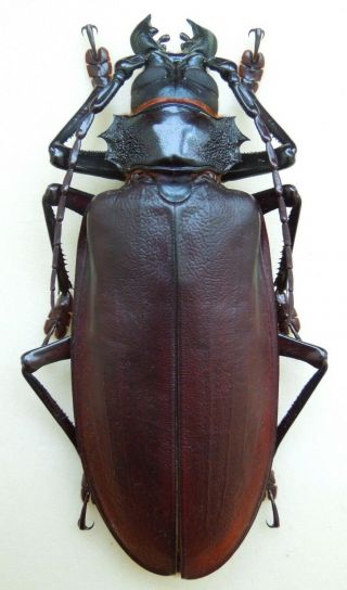 Titanus Giganteus.  Prioninae.  Xxl Size - 145mm.  From French Guiana.
