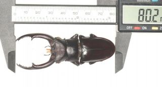 Lucanidae Hexarthrius Sp.  80.  2mm Top Size West Yunnan