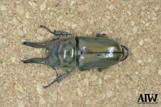 Lucanidae:Allotopus moellenkampi babai 78mm from Southern Myanmar 2