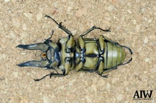 Lucanidae:Allotopus moellenkampi babai 78mm from Southern Myanmar 3