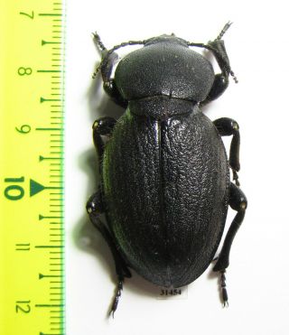 Tenebrionidae,  Phanerotomea Sp. ,  Mozambique 44mm