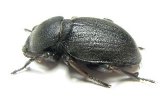 Tenebrionidae,  Phanerotomea sp. ,  Mozambique 44mm 2