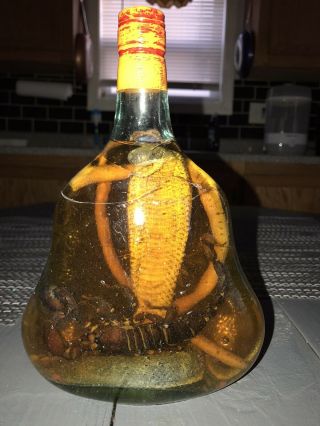 Real Cobra Snake And A Scorpion In A Large X O Glass Bottle 9 " Tall