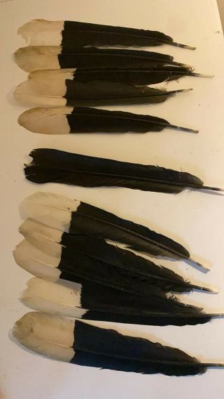 3 Set Of Hornbill Feathers (11 Feathers Per Set) Cruelty Feathers