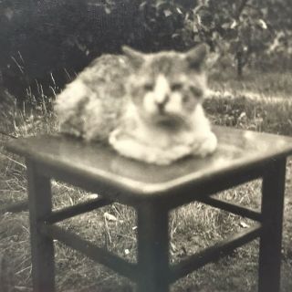 Vintage Black And White Photo Snapshot Kitty Cat On Chair Laying Down 2.  5 X 2.  5