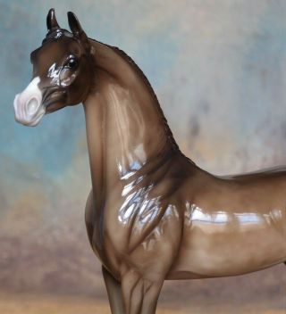 Peter Stone Model Horse CHARMING - Dappled Bay Arab Arabian Glossy 3