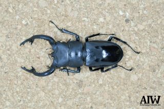 Lucanidae:Hexarthrius forsteri kiyotamii 80mm from Sagaing Region,  Myanmar 2