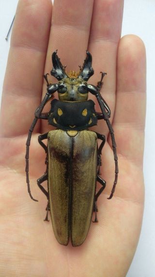 Coleoptera Prioninae Callipogon Relictus A1 / 1 Male / 94,  29 Mm /far East Russia